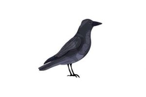 15032024CF11.jpg Crow - Watercolor