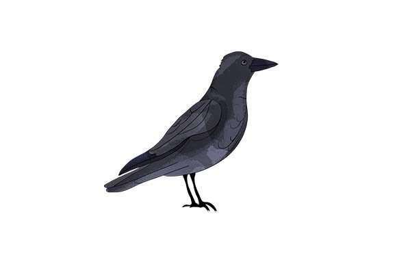 15032024CF11.jpg Crow - Watercolor